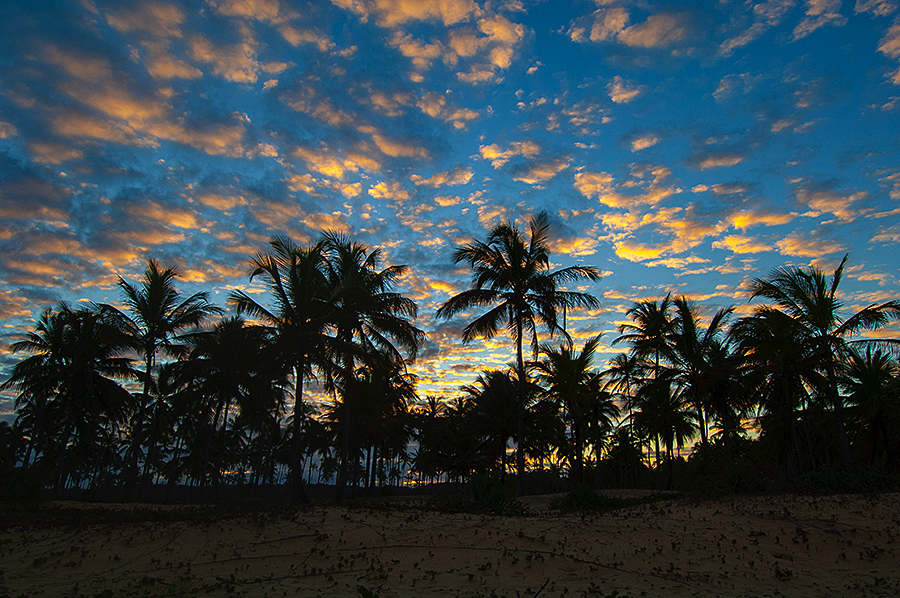 Beautiful sunset with coconut trees, Praia de Mogiquiçaba, Bahia, Brazil